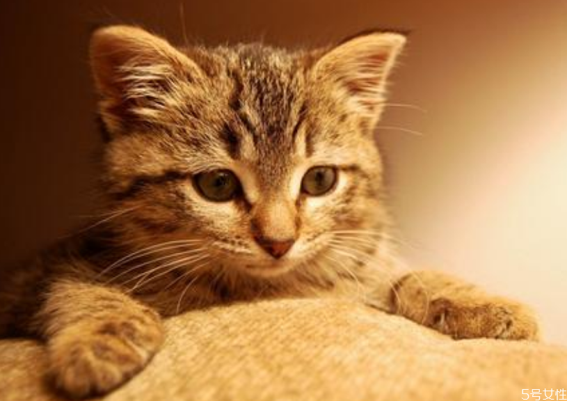 猫咪坐车一直叫怎么办,猫咪一坐车就叫是怎么回事