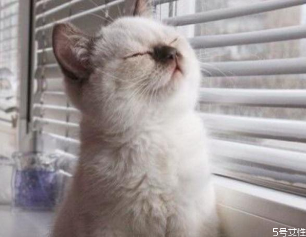 春节带猫咪一起回家好吗,猫跟着回家好不好