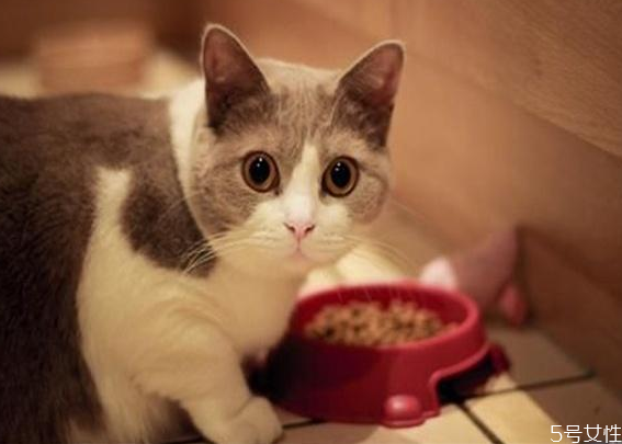 猫应激反应会自愈吗,猫应激能自愈吗