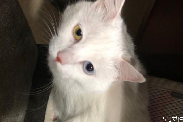 猫咪寄养会有应激反应吗,猫寄养会应激吗