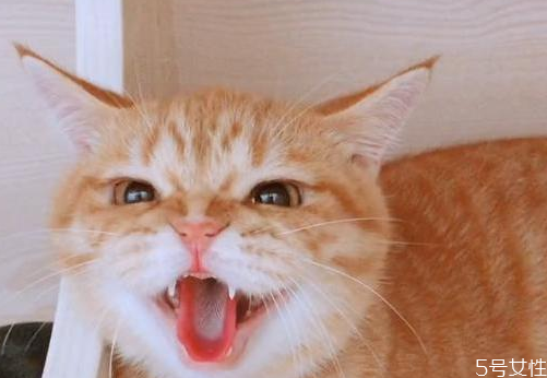 寄养猫咪一个月多少钱,宠物猫寄养一般怎么收费