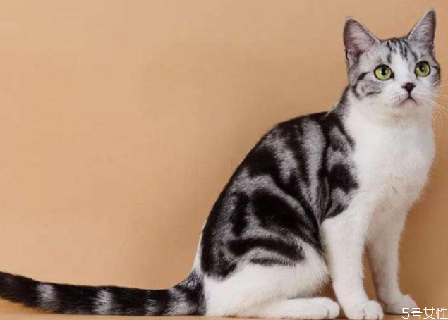 寄猫咪一般多少钱,猫咪寄养宠物店多少钱一天 寄猫咪一般多少钱,猫咪寄养宠物店多少钱一天