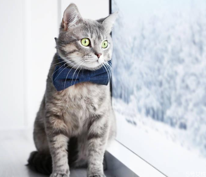 过年如何把猫带回家,过年回家怎么把猫带回去?