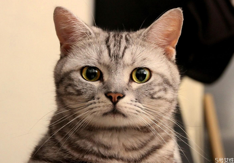 哪家快递可以寄活体宠物,哪个快递可以寄活体宠物猫