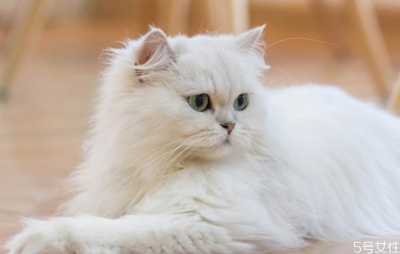 温顺不掉毛的猫,哪种猫不掉毛又好养还温顺