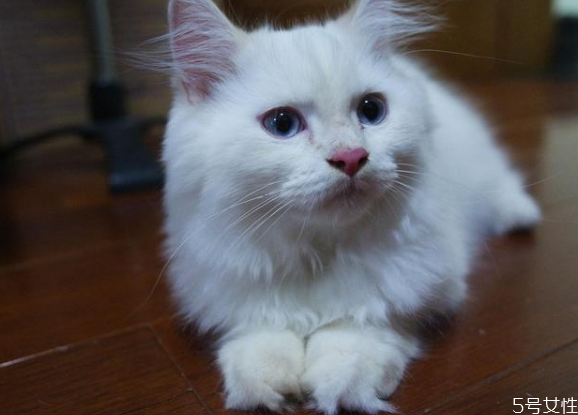 猫藓好治吗?,猫藓好治吗怎么治