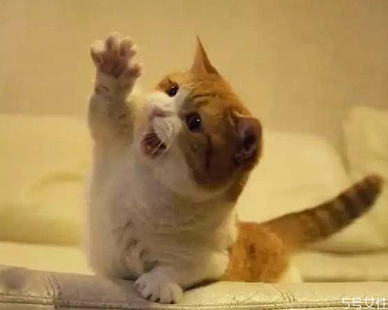 猫藓能彻底治好吗,猫咪得了猫癣能治好吗