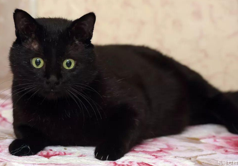 小猫掉毛一块一块的掉,小猫身上掉毛秃了一块 小猫掉毛一块一块的掉,小猫身上掉毛秃了一块