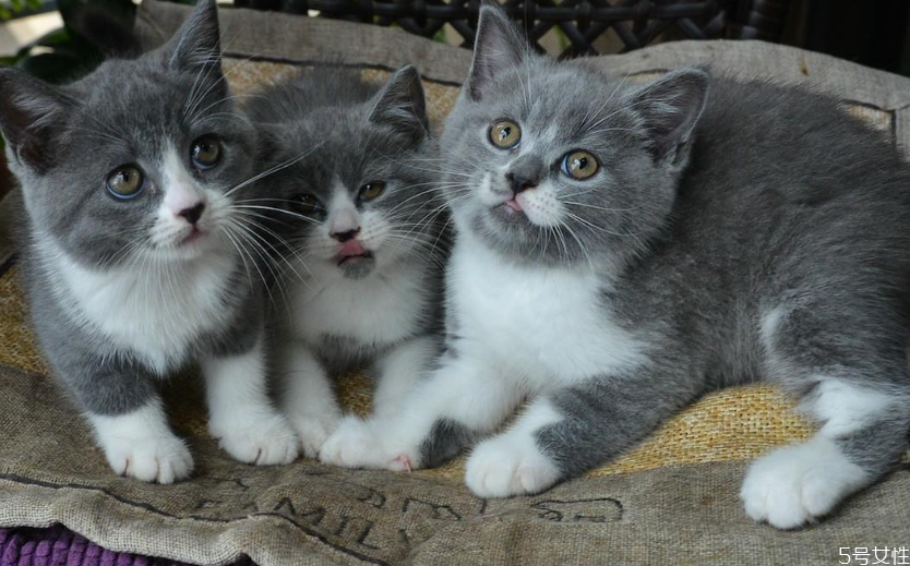 衣服上的猫毛怎么能洗干净,衣服上猫毛用洗衣机能洗掉么