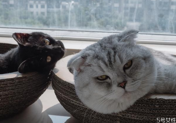 猫发腮是好还是不好,猫发腮好看还是不发腮好看