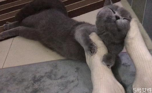 猫什么时候发春?,小公猫什么时候发春