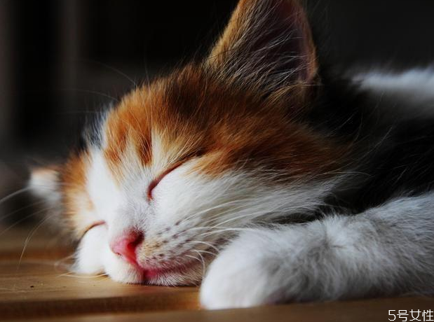 猫咪假孕多久消退,猫咪假怀孕多少天消失