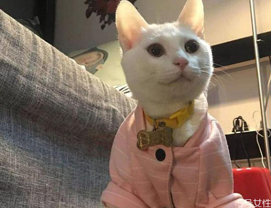 猫咪下体出血是流产吗刚怀孕,猫下面流血是不是要生了