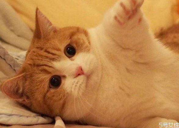 猫咪流产自己会好吗,猫咪流产后会出现什么样的现象