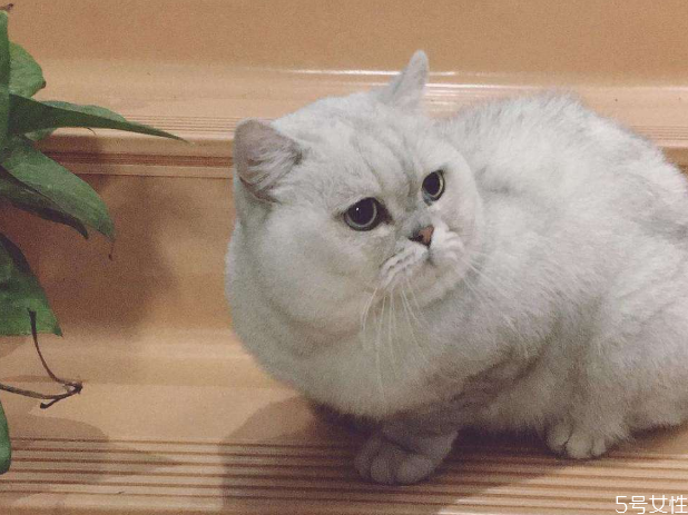 猫怀孕禁止吃什么,猫猫怀孕不能吃什么