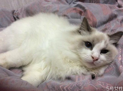 猫吃什么能打胎,给猫咪吃什么能打胎