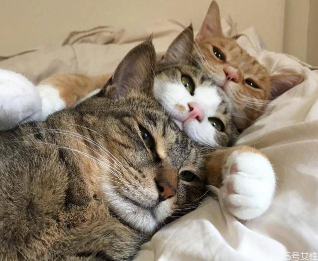 猫咪为什么养不胖,为什么猫咪长不胖