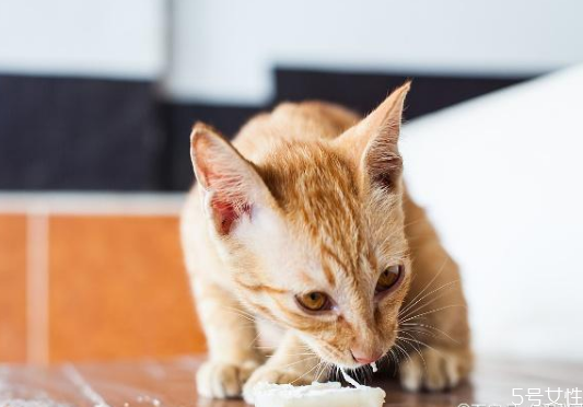 猫咪一直不停的吃不够怎么办,小猫总是吃不够