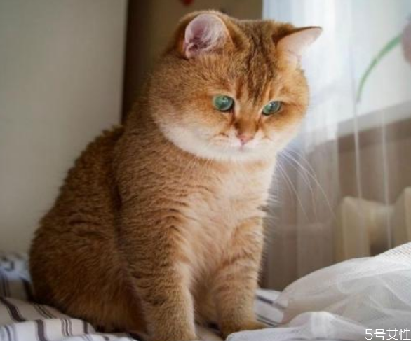 猫咪过胖会怎么样,猫过胖有影响吗