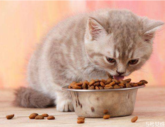 猫吐猫粮怎么回事,猫咪总吐粮是什么原因