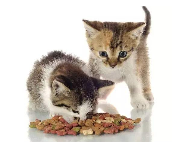 刚出生的小猫会撑死吗,小猫会撑死吗