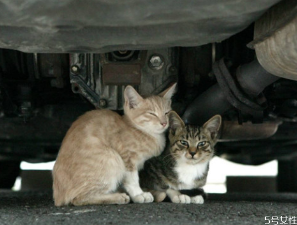 流浪猫冬天睡在哪,流浪猫冬天晚上还是白天睡觉