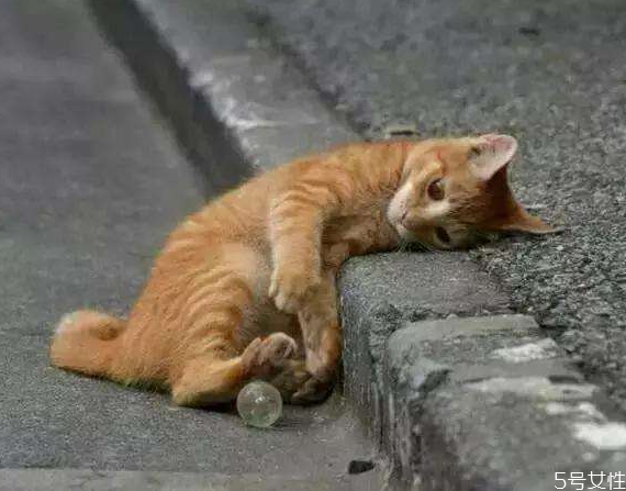 北方的流浪猫冬天怎么过冬,上海流浪猫冬天怎么过冬