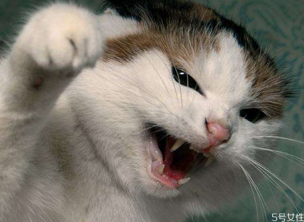 猫为什么围着人的腿转,猫咪缠着腿预示着什么