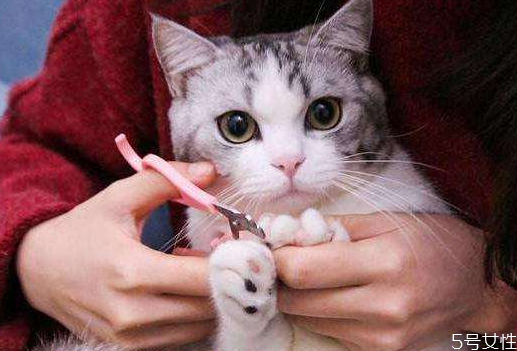 不小心给猫咪剪指甲剪出血了怎么办,猫咪剪指甲剪出血了怎么办?