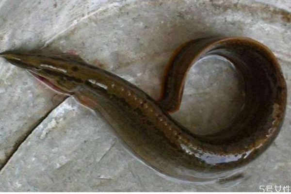 蛇鳗可以吃吗,鳗鱼可以吃吗?