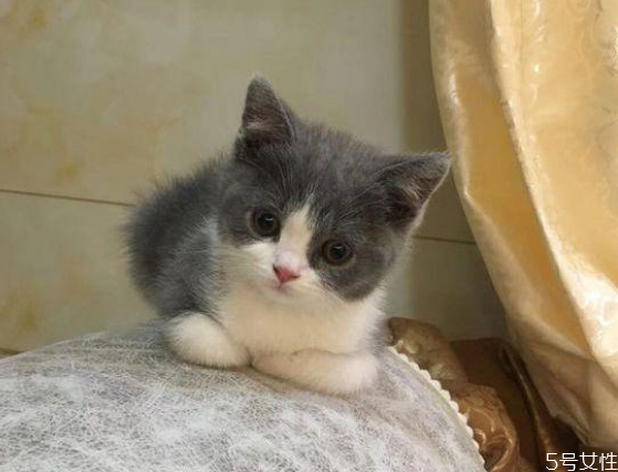 猫为什么会发出咕咕的声音是睡觉吗,猫为什么会发出咕咕的声音跟打雷一样 猫为什么会发出咕咕的声音是睡觉吗,猫为什么会发出咕咕的声音跟打雷一样