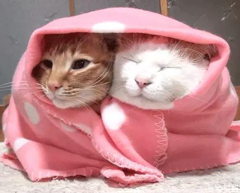 南方猫咪冬天怎么保暖,猫咪冬天怎么保暖笼子