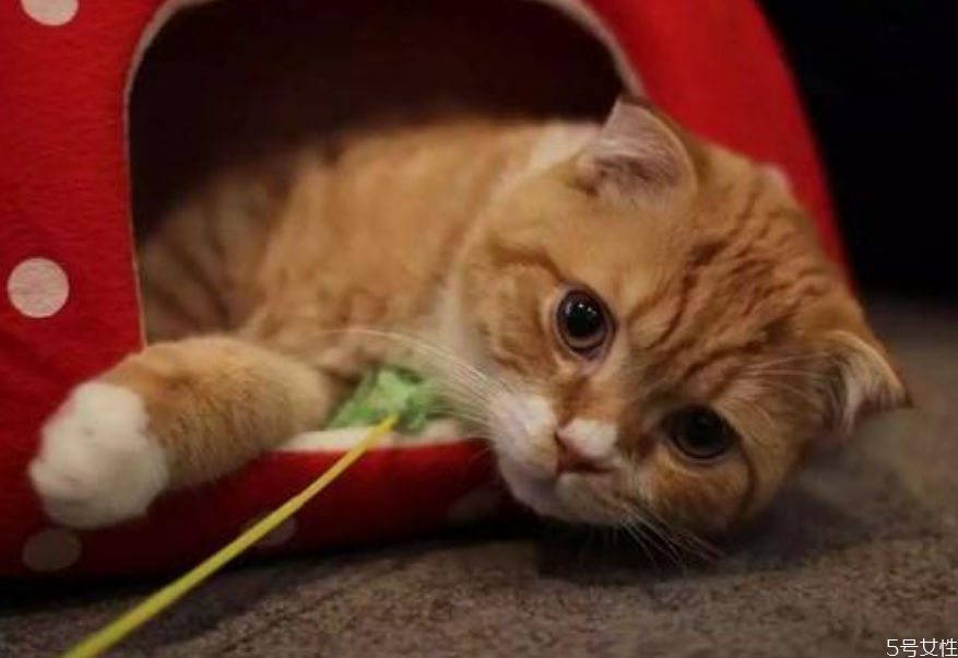 猫冬天怕冷吗要不要穿衣服,布偶猫冬天怕冷吗 猫冬天怕冷吗要不要穿衣服,布偶猫冬天怕冷吗