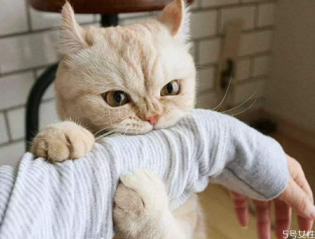 猫咪咬人代表什么,猫咪咬人代表什么预兆