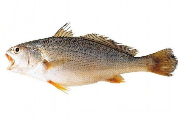 黄姑鱼刺多还是少,黄鱼鲞刺多吗 黄姑鱼刺多还是少,黄鱼鲞刺多吗