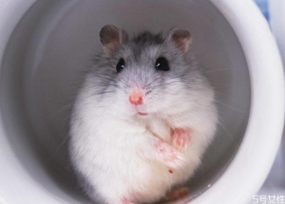 仓鼠怎么分辨公母,仓鼠怎么养?吃什么,用什么