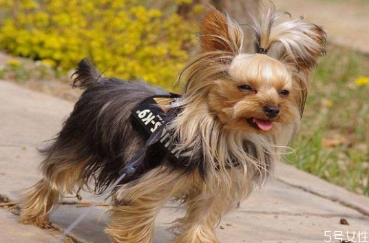 遛狗的时间多久合适,狗遛多久最合适