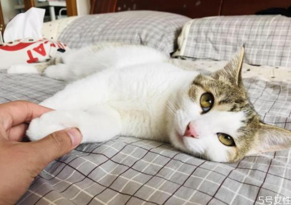 猫对主人的记忆有多久?,猫对主人的记忆有多久?猫恨主人有什么表现?