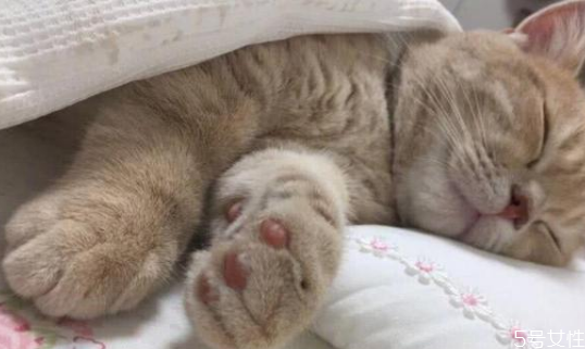 猫为什么喜欢睡床尾和床头,猫咪为什么喜欢睡床尾 猫为什么喜欢睡床尾和床头,猫咪为什么喜欢睡床尾