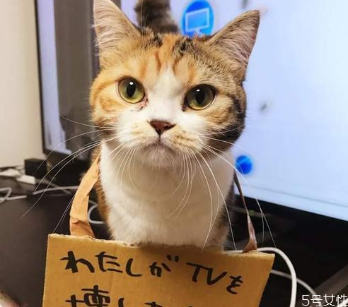 对猫最有效的惩罚,对猫最有效的惩罚是饿它