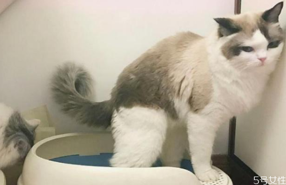 猫乱尿什么原因,猫乱尿是怎么回事