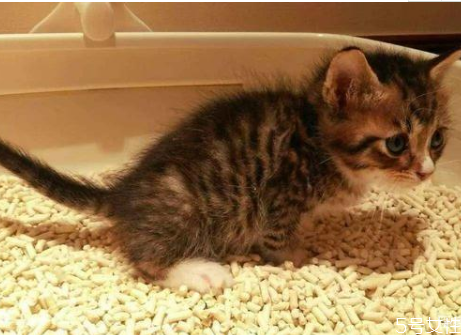 劣质猫砂给猫咪带来的危害,质量不好的猫砂对猫有什么影响