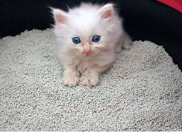 猫砂盆放在哪里最合适,猫砂盆放在家里哪个位置好 猫砂盆放在哪里最合适,猫砂盆放在家里哪个位置好