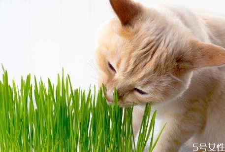 怎样种猫草,猫草怎么种植方法 怎样种猫草,猫草怎么种植方法