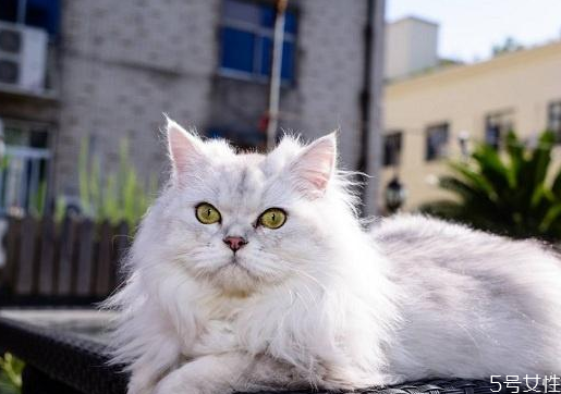 比较好养的猫,哪种猫好看又好养