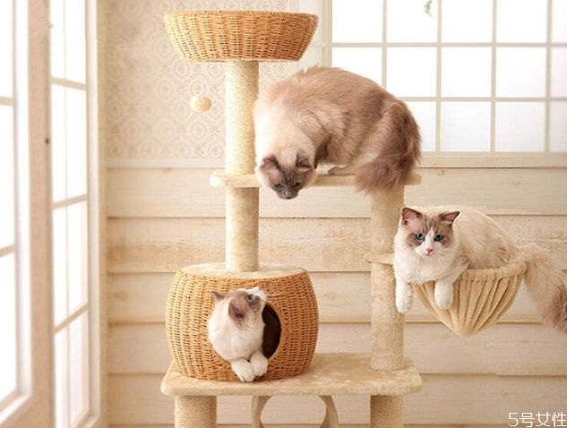 养猫一定要买猫爬架么,有必要给猫买猫爬架吗