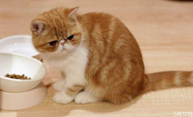 养公猫好还是母猫好优缺点有什么?,家里养公猫好还是母猫好