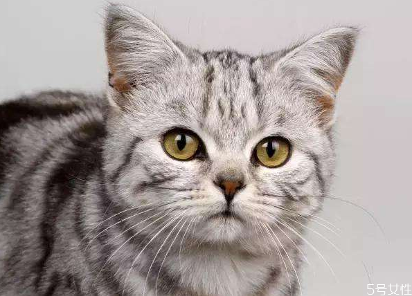 田园母猫什么时候绝育最好,猫怎么绝育最简单