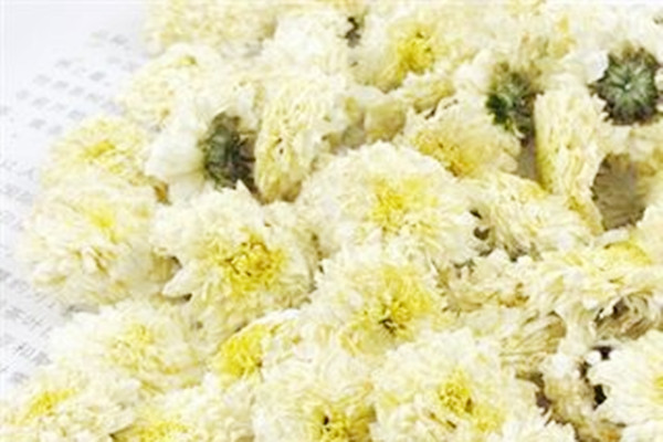 贡菊花价格,贡菊是菊花吗