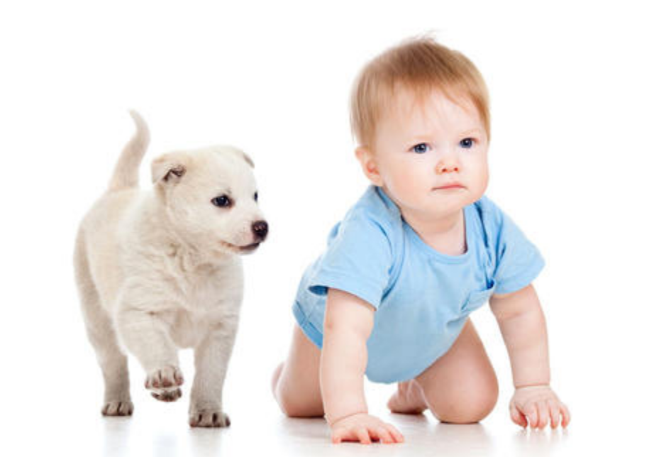 宝宝多大可以养宠物,小孩可以养什么宠物 宝宝多大可以养宠物,小孩可以养什么宠物